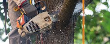 Best Hazardous Tree Removal  in Bladenboro, NC