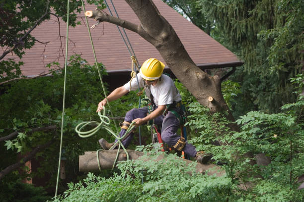 How Our Tree Care Process Works  in  Bladenboro, NC