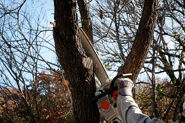 Best Utility Line Clearance  in Bladenboro, NC