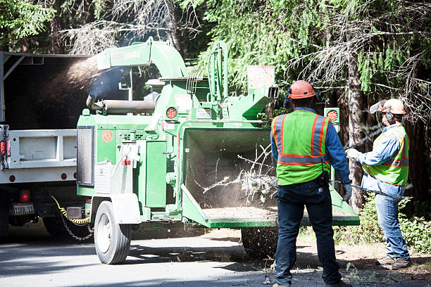 Best Palm Tree Trimming  in Bladenboro, NC