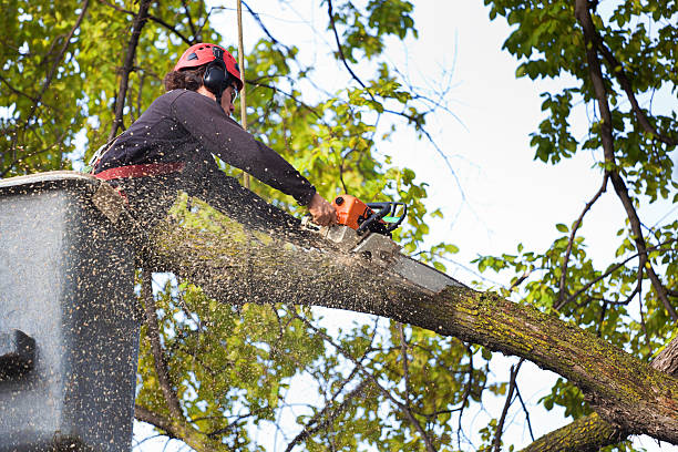 Best Tree Removal  in Bladenboro, NC