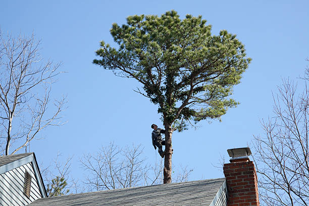 Best Tree Disease Treatment  in Bladenboro, NC