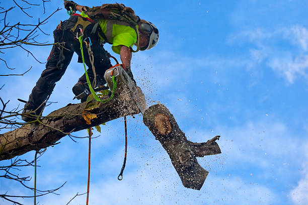 Best Tree Trimming and Pruning  in Bladenboro, NC