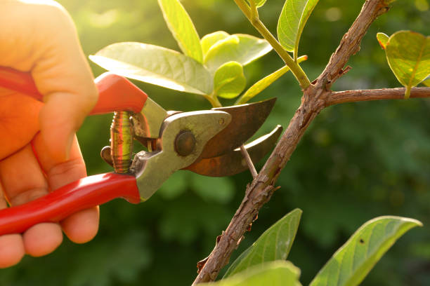 Best Commercial Tree Services  in Bladenboro, NC